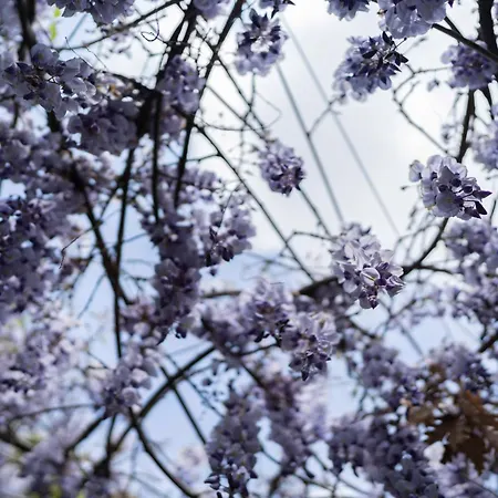 Bed & Breakfast Bellini