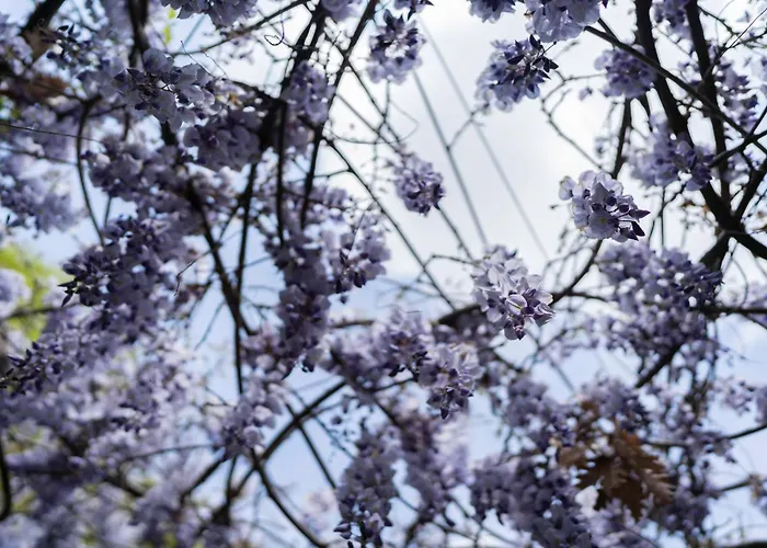 住宿加早餐酒店 Bellini