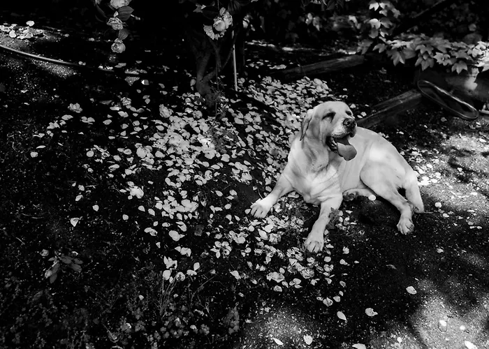 Bellini 住宿加早餐酒店 3*